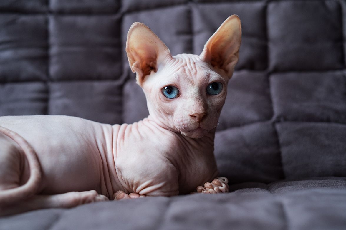 bambino-sitting-in-the-sofa