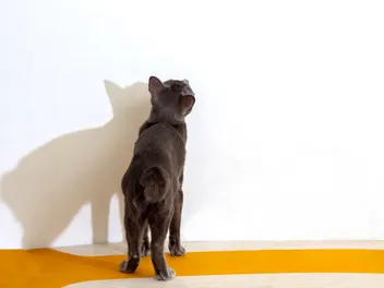 Why Does My Cat Stare at the Wall? Our Vet Discusses Common Reasons & What to Do