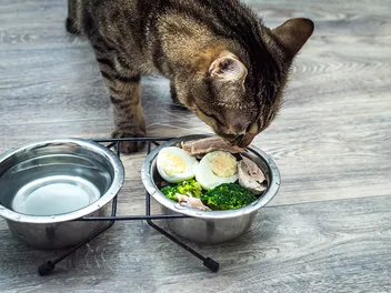 What Can Cats Eat Besides Cat Food? Vet-Verified Nutrition Guide