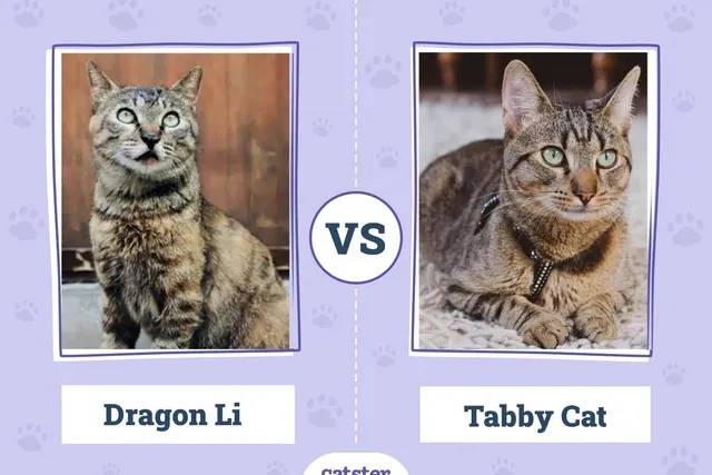 Dragon Li vs Tabby: What’s the Difference? (With Pictures, Vet-Reviewed)
