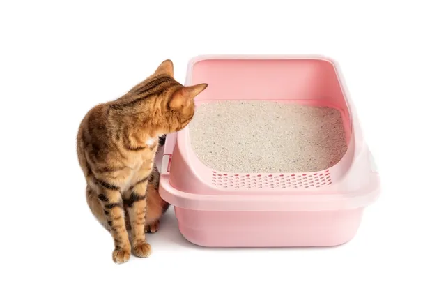 Cat Peeing in Front of the Litter Box? 14 Vet-Reviewed Solutions to Try