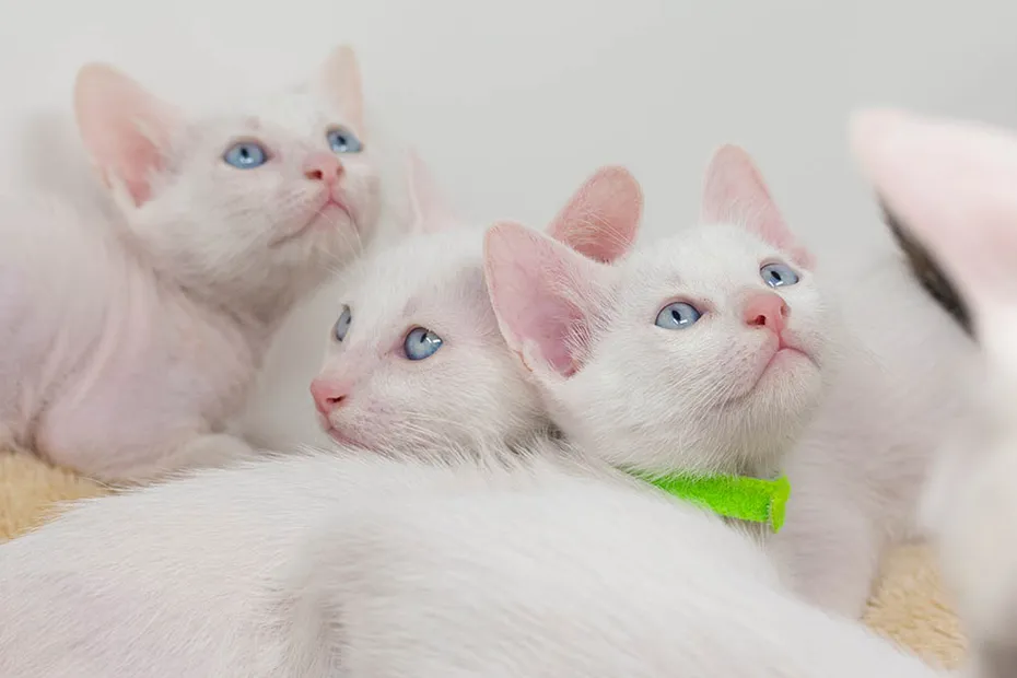 khao manee kittens