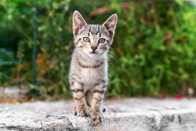 How to Adopt a Stray Cat: Dos and Don’ts