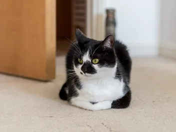 Decoding The Cat Loaf: What It Means and When to Worry