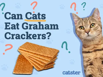 Can Cats Eat Graham Crackers? Vet-Reviewed Facts & Alternatives