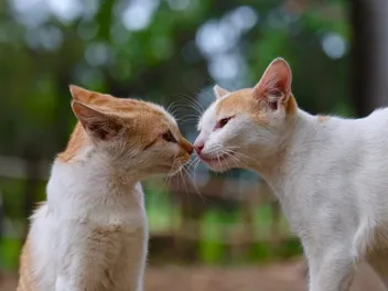 How Do Cats Communicate With Each Other? Vet-Verified Facts & Info