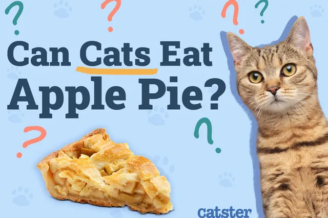 Can Cats Eat Apple Pie? Vet Reviewed Advice