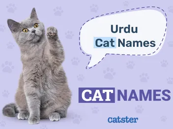 180 Urdu Cat Names For Your Beautiful Pet (With Meanings)