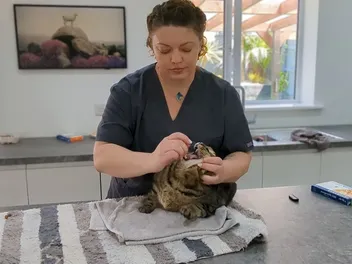 How to Give Your Cat Medication: Dr. Karyn's Tips (with Video)