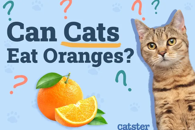 Can Cats Eat Oranges? Vet-Verified Facts & FAQ
