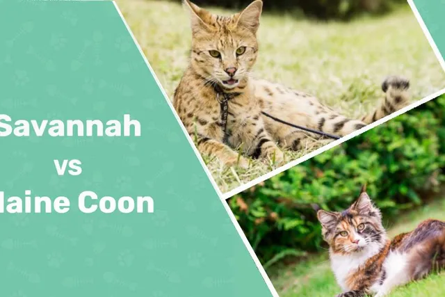 Is a Maine Coon Savannah Mix Possible? What You Need to Know!