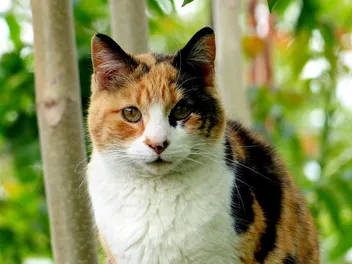 6 Different Types of Calico Cats (With Pictures)
