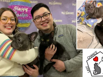 Six Legs Are Better Than Three – How A Tripod Dog and Kitten Found Friendship Through Recovery