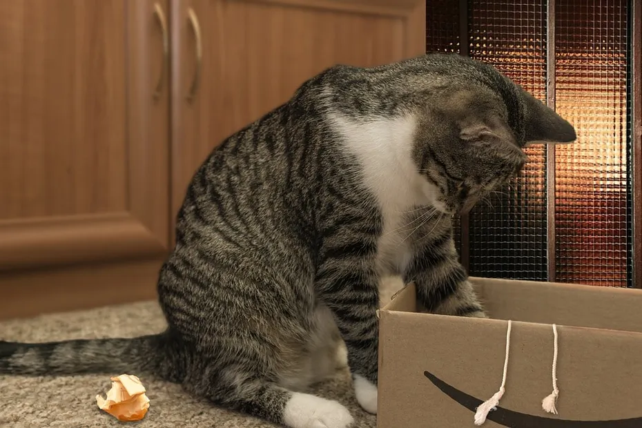 European Shorthair Cat
