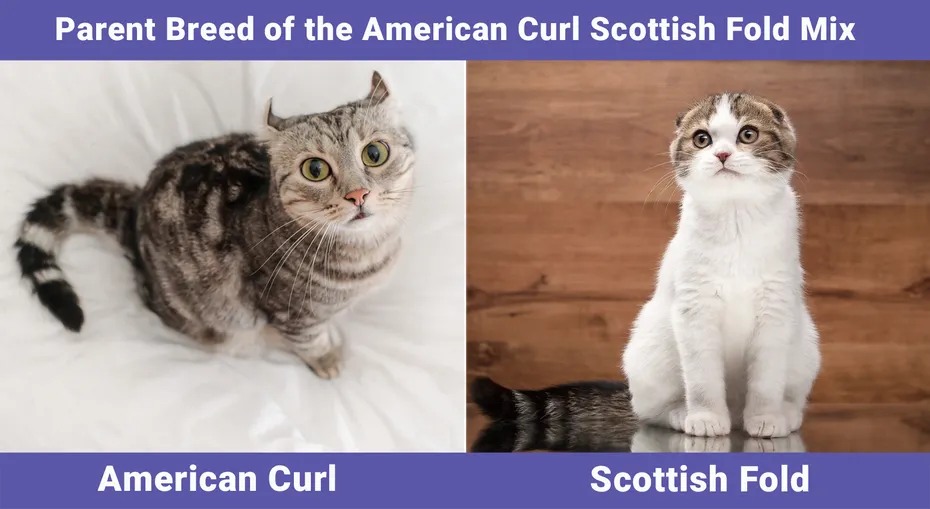 American Curl Scottish Fold Mix