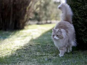 5 Cat Marking Behaviors: Vet-Reviewed Facts & Prevention