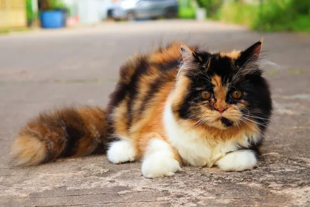 10 Tortoiseshell Cat Breeds (With Info & Pictures)