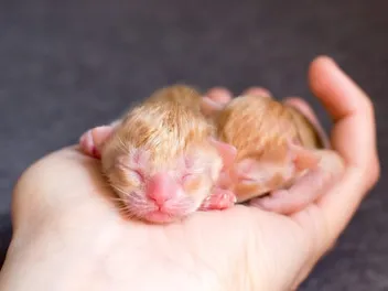 Newborn Kitten Care 101: Guide & Care Sheet for a Healthy Kitty