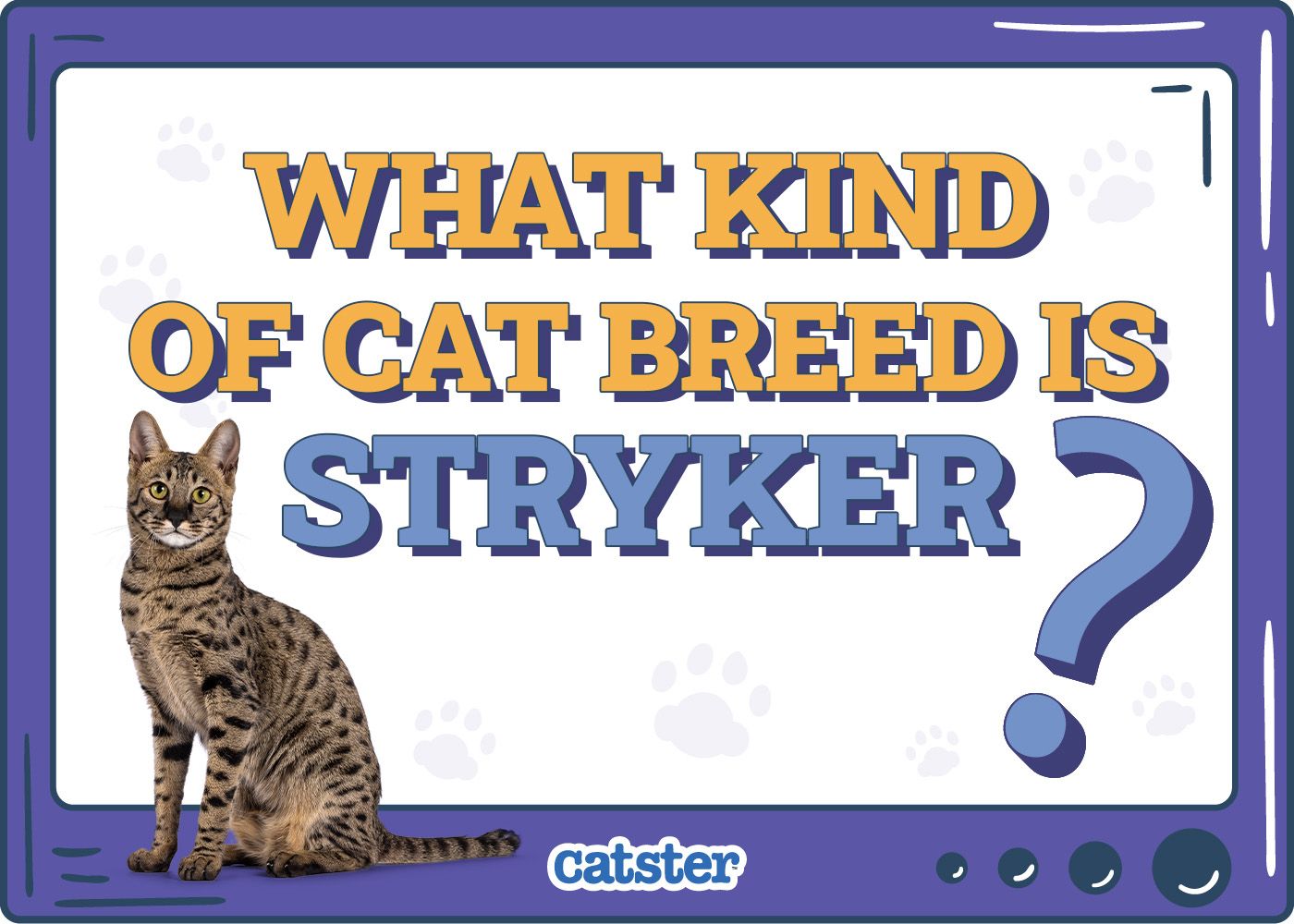 Catster_What Type of Cat is Stryker