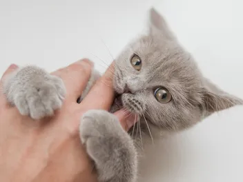 Why Does My Cat Chew on My Fingers? 8 Vet-Verified Reasons
