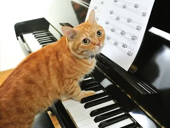 "Play Him Off, Keyboard Cat!" Why Did It Go So Viral?