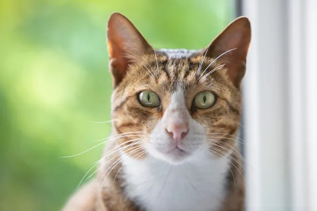 Arabian Mau Cat Breed Info: Pictures, Temperament & Traits