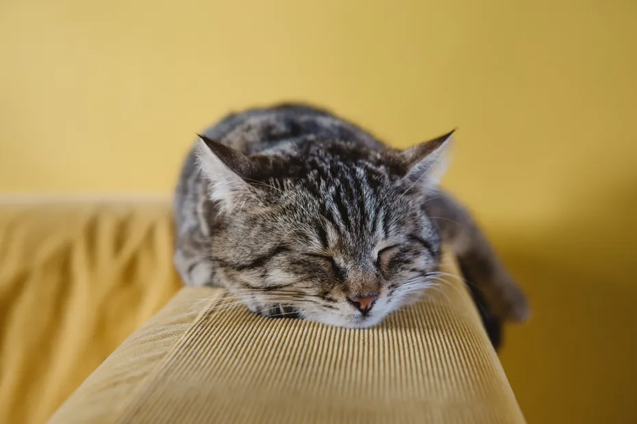 cat sleeping in a loaf position