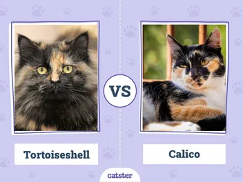 Tortoiseshell Cat vs. Calico: How to Spot the Difference (With Pictures, Vet-Reviewed)