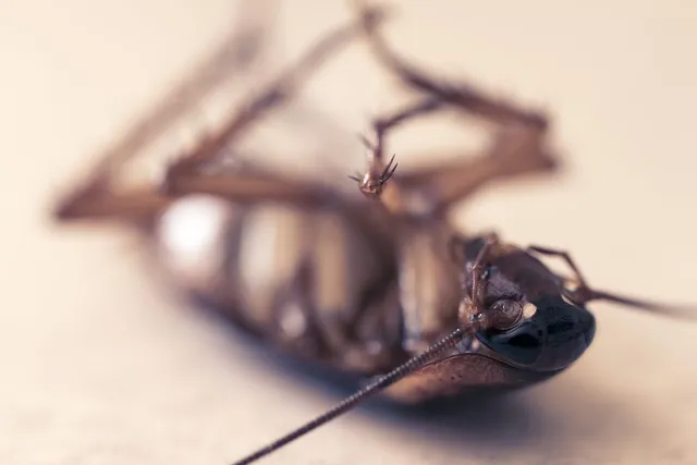 Do Cats Keep Roaches Away? Facts & FAQ