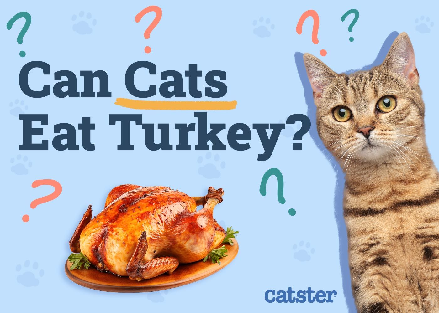Can Cats Eat Turkey