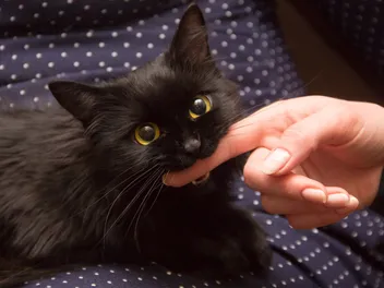 Why Does My Kitten Bite Me? 5 Vet-Reviewed Reasons