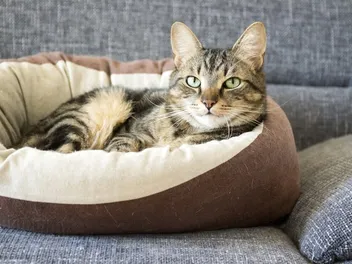24 Modern Cat Furniture Pieces That Will Look Great in Your Home