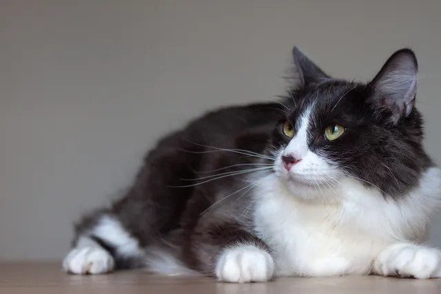Domestic Medium Hair Cat: Info, Pictures, Facts & Traits