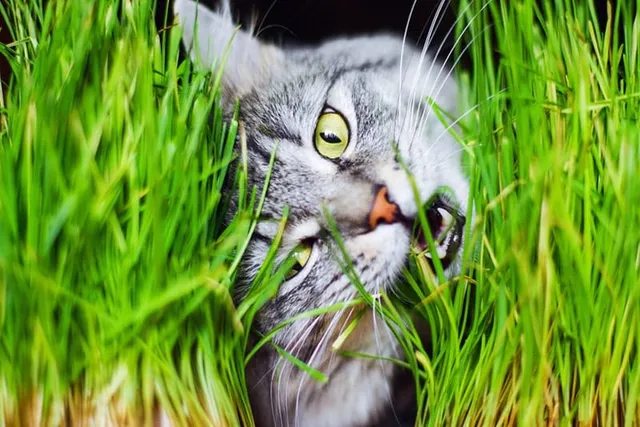 11 Health Benefits of Cat Grass: Vet-Reviewed Facts & Tips