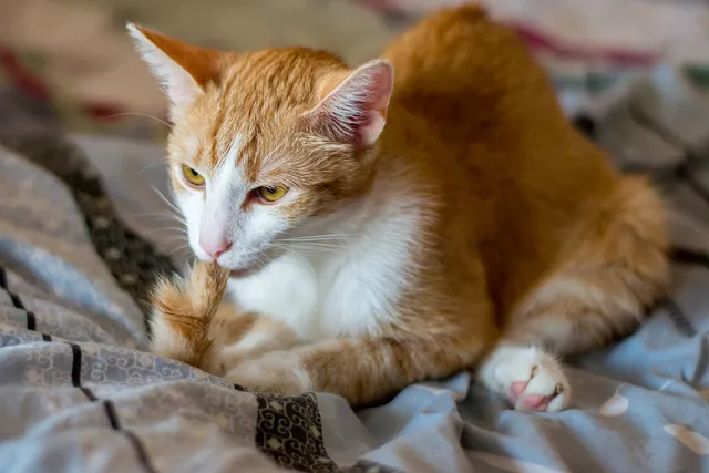 Why Do Cats Suck Their Tails? 7 Vet-Reviewed Reasons
