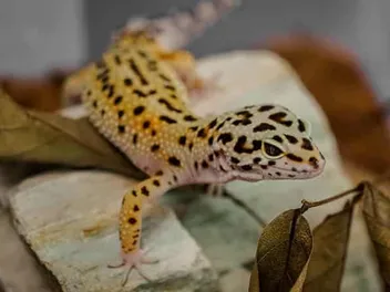 Are Geckos Poisonous to Cats? Vet-Reviewed Dangers & FAQ