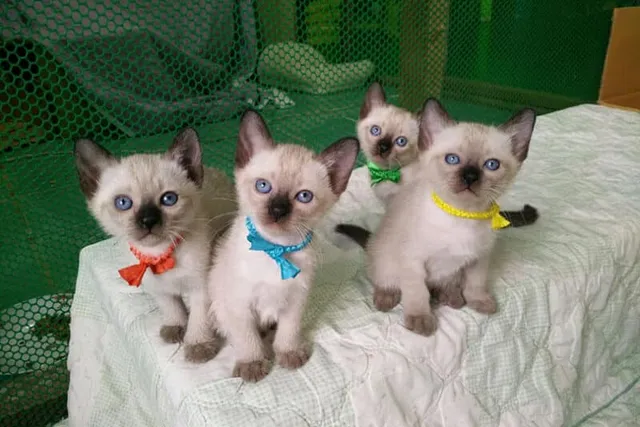 How Do Siamese Kittens Get Their Color? Vet-Verified Facts & Info