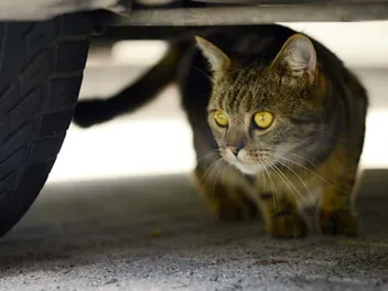 How to Get a Cat Out From Under a Car: 7 Vet-Approved Quick & Helpful Tips