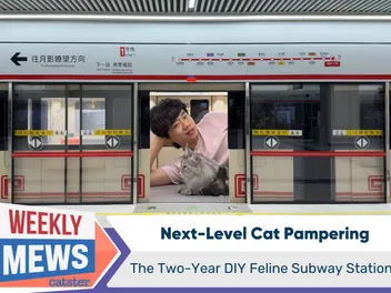 Next-Level Cat Pampering: The Two-Year DIY Feline Subway Station