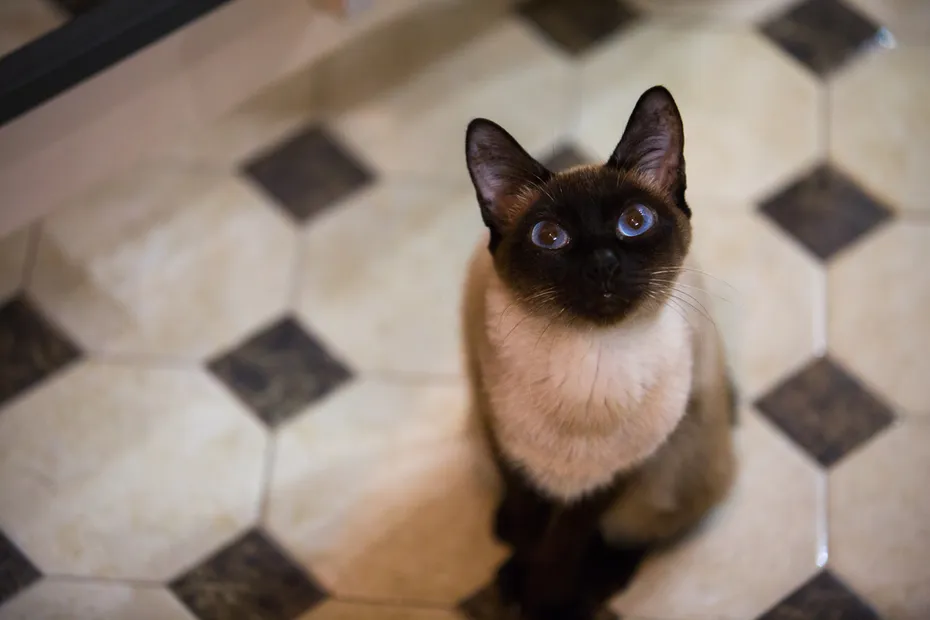 Small cat Scyth-toy-bob sitting on the bathroom tiles