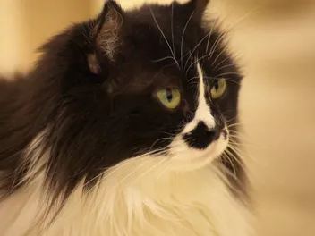 Munchkin Maine Coon Cat Mix: Pictures, Info, Temperament & Traits