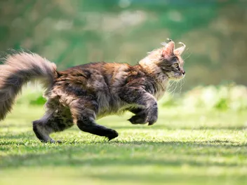 Do Cats Play Fetch? Trainable Breeds & Useful Tips