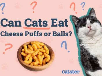 Can Cats Eat Cheese Puffs or Balls? Vet Reviewed Risks & Health Facts