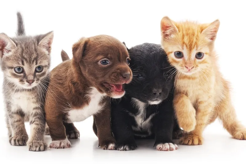 Puppies and kittens sitting beside each other