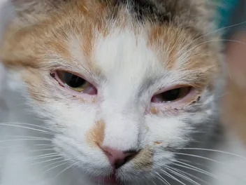 Feline Herpesvirus Treatments: Famciclovir - Medication Usage & FAQ (Vet Answer)