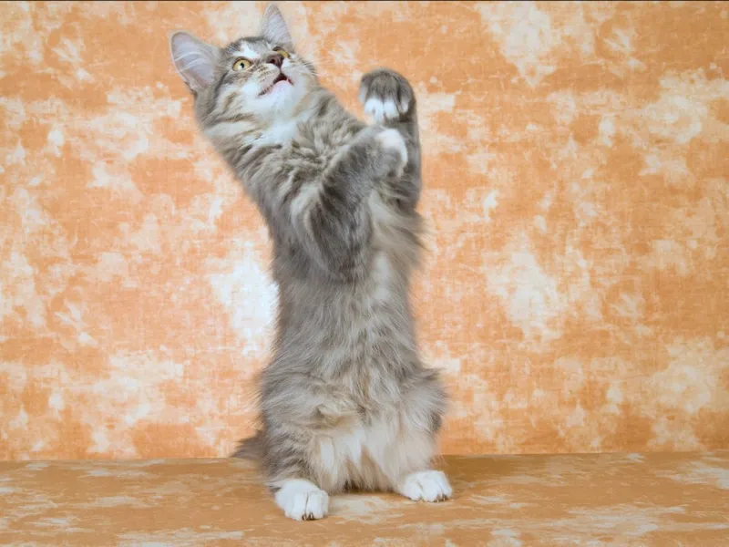 blue cream norwegian forest cat kitten standing up