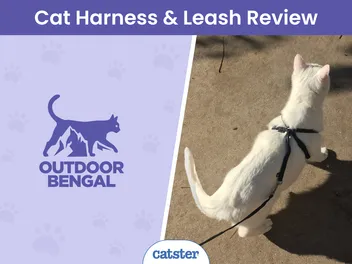 The Outdoor Bengal Cat Harness & Leash 2026 Review: Our Expert’s Opinion