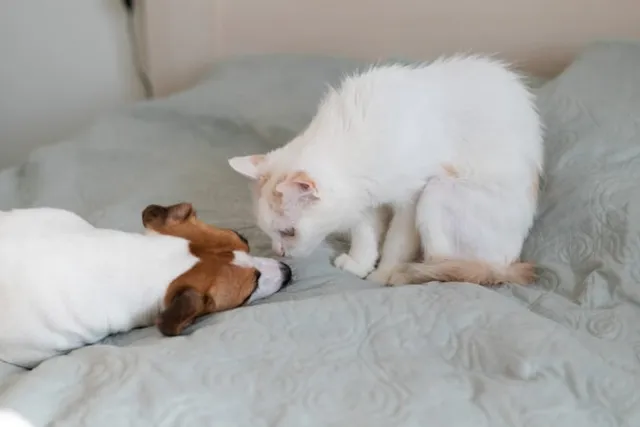 Can Cats Be Allergic to Dogs? Vet-Approved Facts & FAQ