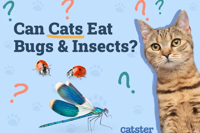 Can Cats Eat Bugs & Insects? Vet-Approved Health & Safety Facts