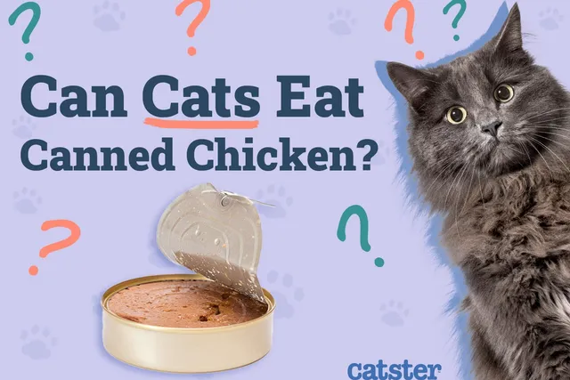 Can Cats Eat Canned Chicken? Vet-Reviewed Info to Know